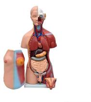 Torso Humano Bissexual Abertura Nas Costas, 45 Cm 24 Partes Torso Humano Bissexual Abertura Nas Costas, 45 Cm 24 Partes