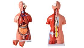 Torso Humano de 45 cm 24 partes com Coluna Exposta e Vértebra Removivél Torso Humano de 45 cm 24 partes com Coluna Exposta e Vértebra Removivél
