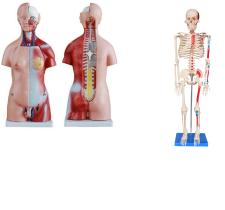 Torso humano de 45 cm + esqueleto de 85 cm com inserções musculares - DUMONT SIMULADORES