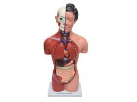 Torso Humano Feminino 42 cm em 15 Partes