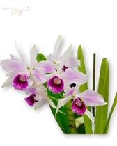 Touceira De Orquídea Adulta Cattleya Branca E Lilas