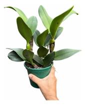 Touceira De Orquídea Cattleya Vários Bulbos '' Especial ''