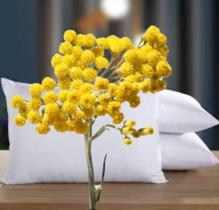 Travesseiro Macela Planta Medicinal Controla Ansiedade travesseiro aromático