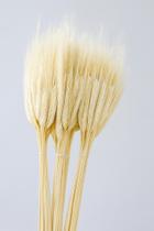 Trigo Seco 40 Galhos Decorativo