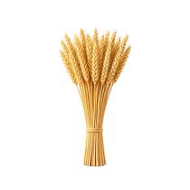 Trigo Seco Natural Desidratado para Decoração Kit com 60 a 400 Hastes