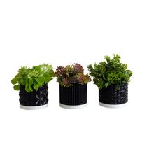 Trio Cachepot P - Realce