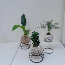 Trio de kokedamas pacová, renda, peixinho + suportes lindo