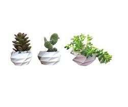 Trio Mini Vasos Decorativos Poligonal Suculenta Cachepot