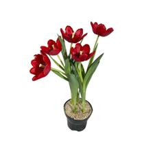 Tulipa Vermelha Pistacia Lentiscus Pote 15 Presente Para Mae - Inspira Flora