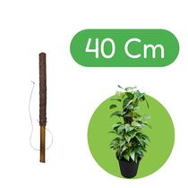 Tutor Fibra Coco 40cm Para Plantas Trepadeiras E Orquídeas