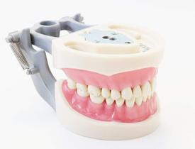 Typodont odontológico Plutusdental Modelo 200 com dentes removíveis Typodont odontológico Plutusdental Modelo 200 com dentes removíveis
