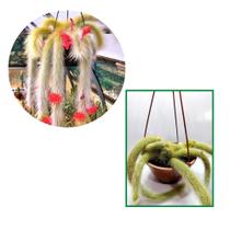 Uma Muda De Cacto Rabo De Macaco Adulta Pote 21 Top De Linha