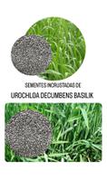 Urochloa Decubens Brasilik 10kg- Sementes Incrustadas