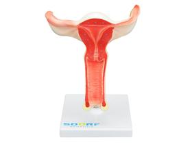 Útero com Visão Interna, Anatomia Útero com Visão Interna, Anatomia