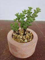 Valinho de cimento com suculenta Valinho de cimento com suculenta