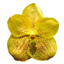 Vanda Amarela - Muda