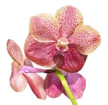 Vanda Jairak Brown