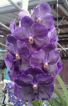 Vanda Pure Wax Blue