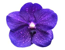 Vanda Robert Delight Ink Star”