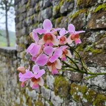 Vanda Teres - Papilionanthe Teres - Orquídea Exótica Vanda Teres - Papilionanthe Teres - Orquídea Exótica