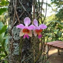Vanda Teres - Papilionanthe Teres - Orquídea Exótica