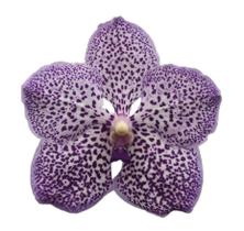 Vanda Yano Blue "Proenpit"