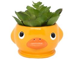 Vasinho Cachepot Pato Amarelo Pires Suculenta Vasinho Cachepot Pato Amarelo Pires Suculenta