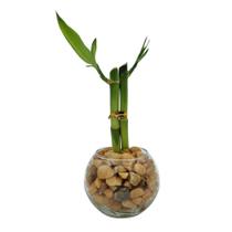 Vasinho Redondo com Bambu da Sorte - Vaso de Vidro com Plantas Decorativas