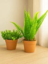 Vasinhos com Pick e Samambaia + Musgo - Kit com 2 unidades Vasinhos com Pick e Samambaia + Musgo - Kit com 2 unidades