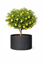 Vaso 50 Litros Para Arvores Frutíferas Feltro Allgreen