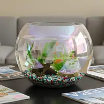 Vaso Aquário Redondo Vidro Furta Cor Decorativo Para Plantas E Centro De Mesa Multifuncional Vaso Aquário Redondo Vidro Furta Cor Decorativo Para Plantas E Centro De Mesa Multifuncional