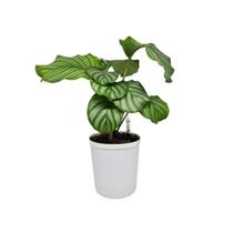 Vaso Auto Irrigável Branco Fosco 2,4L Padulebe