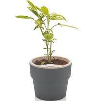 Vaso Auto Irrigável M Horta Vasos Para Plantas Tempero Flores