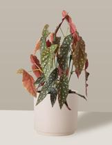 Vaso Cachepô de Cerâmica para Plantas Creme MED