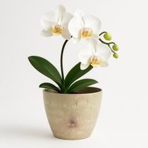 Vaso Cachepo De Mesa Redondo 15x13cm Para Orquídea Cactos Vaso Cachepo De Mesa Redondo 15x13cm Para Orquídea Cactos