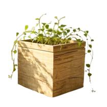 Vaso Cachepo Quadrado De Plantas Quadrado Reto 15cm Vaso Cachepo Quadrado De Plantas Quadrado Reto 15cm