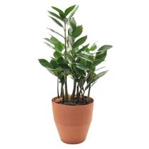 Vaso Cachepot com Planta Zamioculca (Médio) Vaso Cachepot com Planta Zamioculca (Médio)