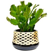 Vaso Cachepot de Mesa Decorativo Cerâmica Planta Suculenta