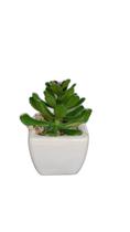 Vaso Cerâmica Planta Artificial Suculenta Alga Vermelha Vaso Cerâmica Planta Artificial Suculenta Alga Vermelha
