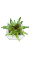 Vaso Cerâmica Planta Artificial Suculenta Espada
