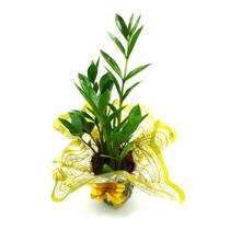 Vaso com Zamioculca - Planta da Fortuna para Decoração