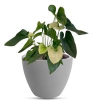 Vaso Cone Baixo 28 Cinza Claro