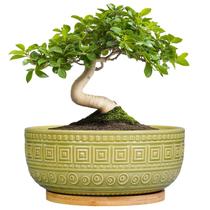 Vaso de árvore de bonsai G EP Gardening Ceramic 20 cm com drenagem verde