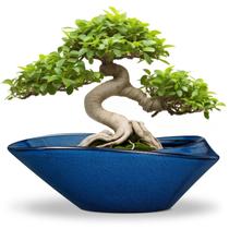 Vaso de árvore de bonsai Plantador de cerâmica EPFamily com orifício de drenagem de 30 cm
