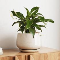 Vaso de Cerâmica LE TAUCI 25 cm para Ambiente Interno com Drenagem Vaso de Cerâmica LE TAUCI 25 cm para Ambiente Interno com Drenagem