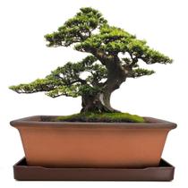 Vaso de cerâmica para bonsai MUZHI de 8,5 polegadas com bandeja de terracota Vaso de cerâmica para bonsai MUZHI de 8,5 polegadas com bandeja de terracota