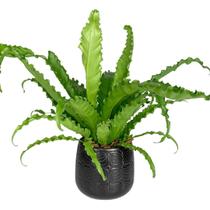 Vaso De Mesa Decorativo Cachepot De Porcelanato 13x13cm Vaso De Mesa Decorativo Cachepot De Porcelanato 13x13cm