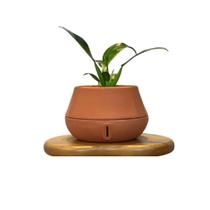 Vaso de Planta Inteligente Autoirrigável Brota Decor Cuia P Vaso de Planta Inteligente Autoirrigável Brota Decor Cuia P