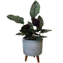 Vaso de Planta Polietileno Redondo com Tripé de Madeira 22cm Vaso de Planta Polietileno Redondo com Tripé de Madeira 22cm