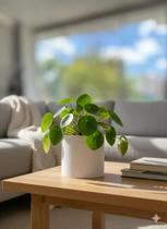Vaso de plantas Cachepot Para Orquídea temperos salsinha plantas Decorativo para casa Vaso de plantas Cachepot Para Orquídea temperos salsinha plantas Decorativo para casa